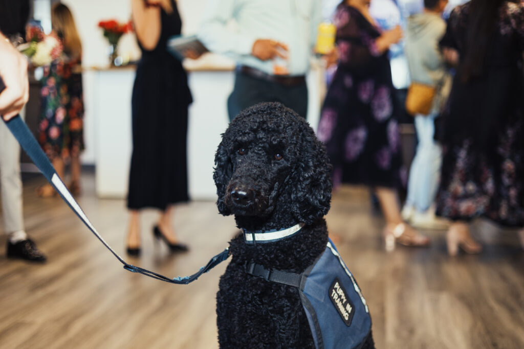 Black poodle wearing a 'Service Animal' vest, on a leash, looking at the camera during an indoor event with people in the background.